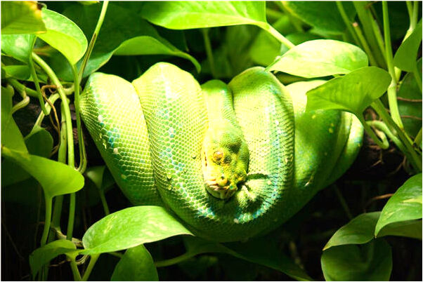 夢到買零食吃是什麼徵兆_周公解夢官網