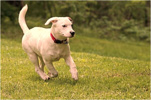 夢見高樓屋頂變火紅會是什麼預兆_周公解夢官網