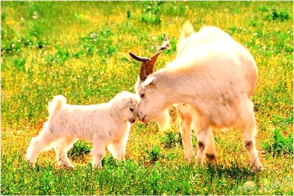 夢見數字十三是好的徵兆嗎_周公解夢官網