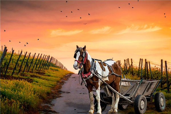 夢見馬車是什麼意思_周公解夢