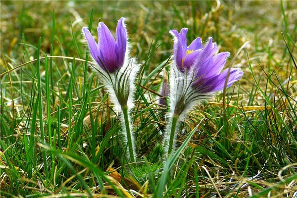 夢見別人種花會是什麼預兆_周公解夢
