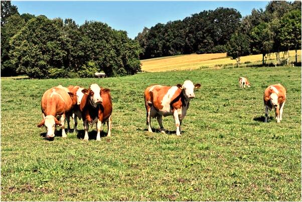 夢到了騎四條腿小椅子是什麼兆頭_周公解夢官網