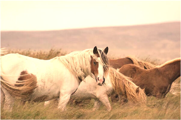 夢見自己去碼頭有什麼意思嗎_周公解夢官網