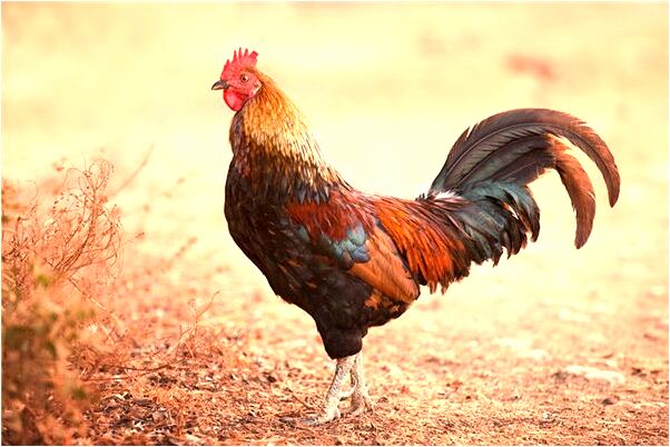 夢到了老房子大梁壞有什麼意義嗎_周公解夢官網