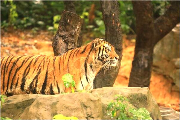 夢到和女生打鬧會是什麼預兆_周公解夢官網