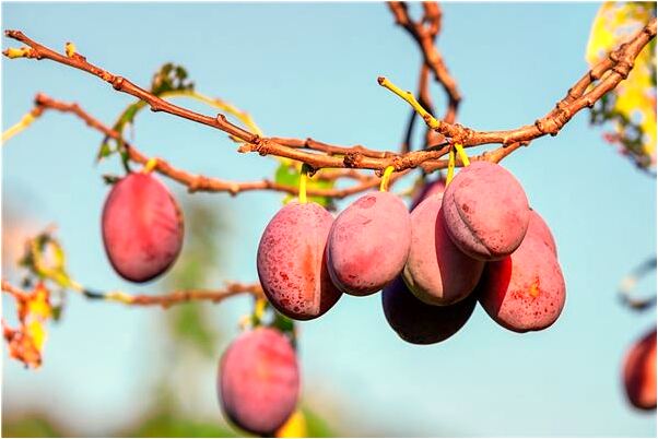 夢到了心甘情願被人搶錢是什麼意思_周公解夢官網