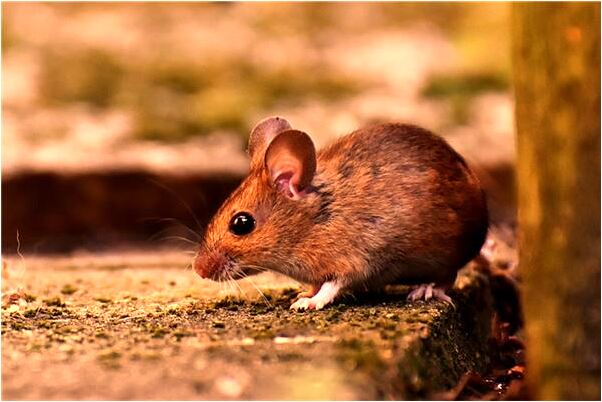 夢見大卡車有什麼預兆_周公解夢官網