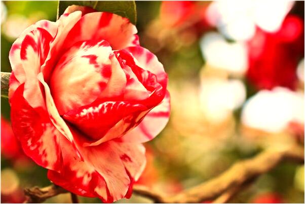 夢到了房間地板上流水會是什麼預兆_周公解夢官網