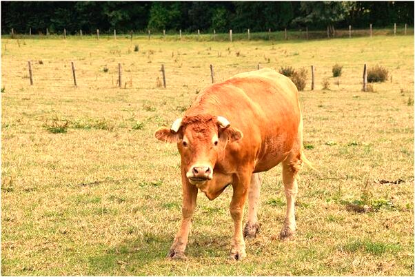 夢見自己燒衣服怎么樣_周公解夢官網