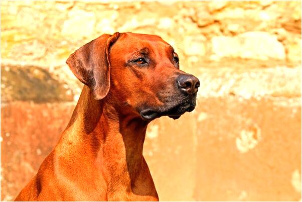 夢到手提大魚是什麼意思?_周公解夢官網