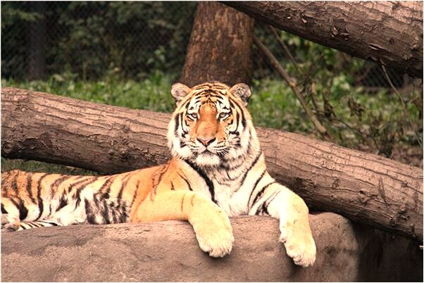 夢見跟喜歡男人做愛是咋回事_周公解夢官網