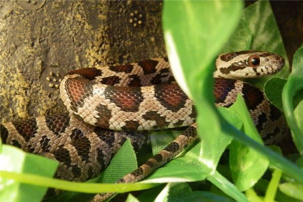 2001年屬蛇人2021年運勢及命運 21歲生肖蛇在牛年每月運程如何_十二生肖