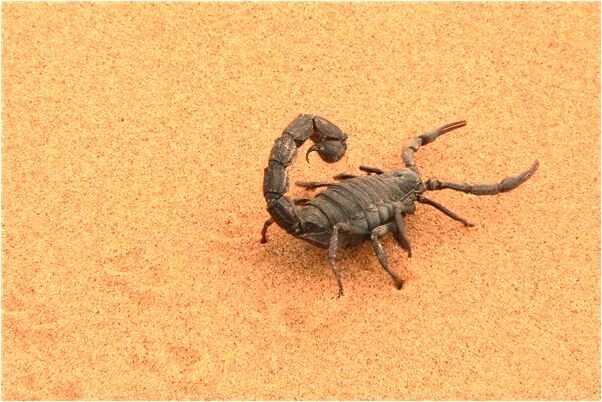 夢到了救了一頭驢有什麼意思_周公解夢官網