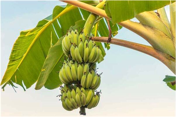 夢到了借錢借不到是凶兆還是吉兆_周公解夢官網