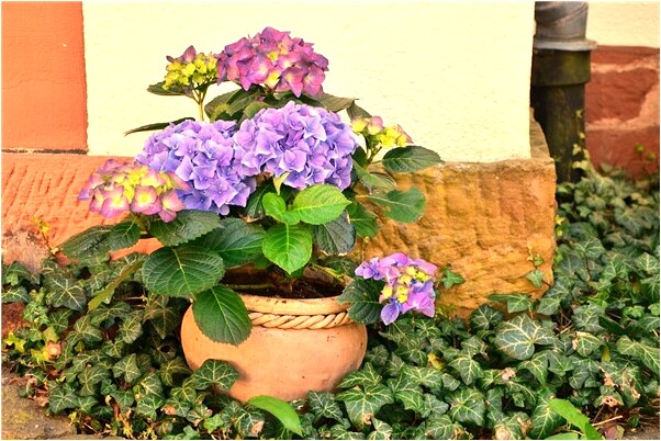 夢見狗貓右腳流血貓死什麼寓意_周公解夢官網