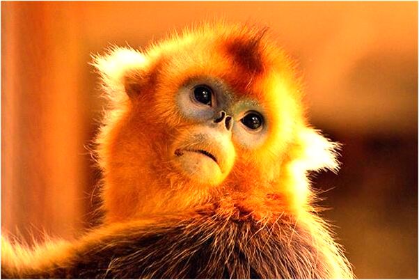 夢到了男朋友不認識我是什麼預兆？_周公解夢官網