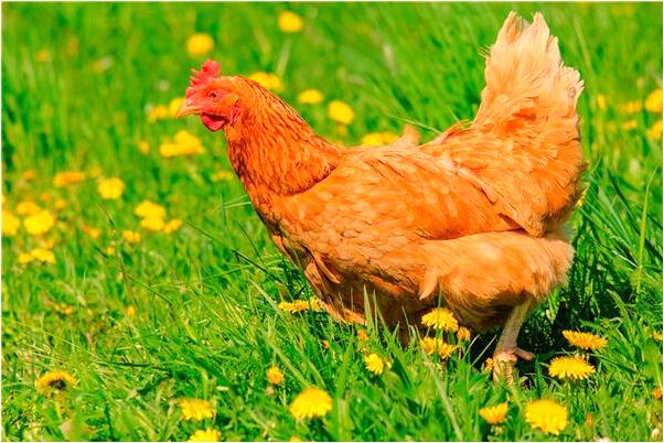 夢見水卻很渾濁有什麼寓意嗎？_周公解夢官網