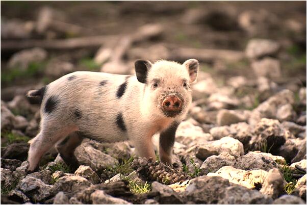 夢見手電筒和吹風機是怎么回事_周公解夢官網