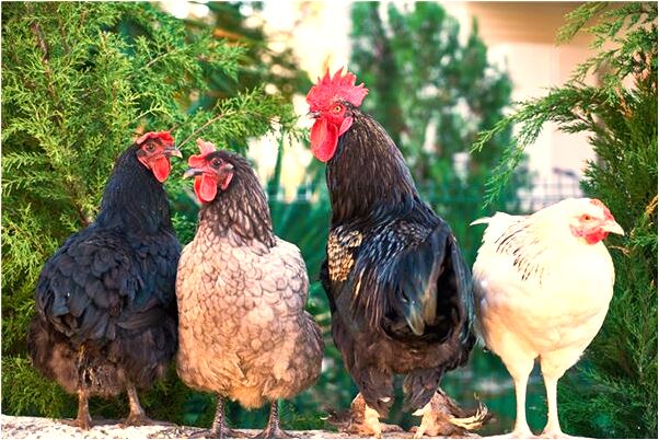 夢見被燒紙壓頭意味著什麼_周公解夢官網