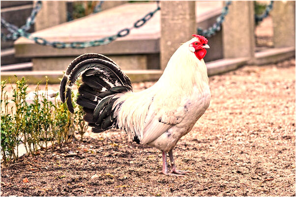 夢到母豬和公雞什麼寓意_周公解夢官網