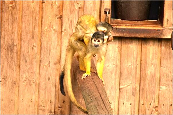 夢到兒子象坐滑梯一樣下山是咋回事_周公解夢官網