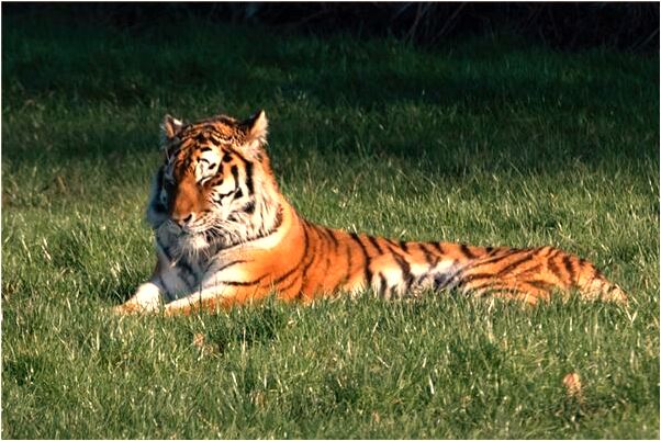 夢見有人追殺拚命逃跑啥意思_周公解夢官網