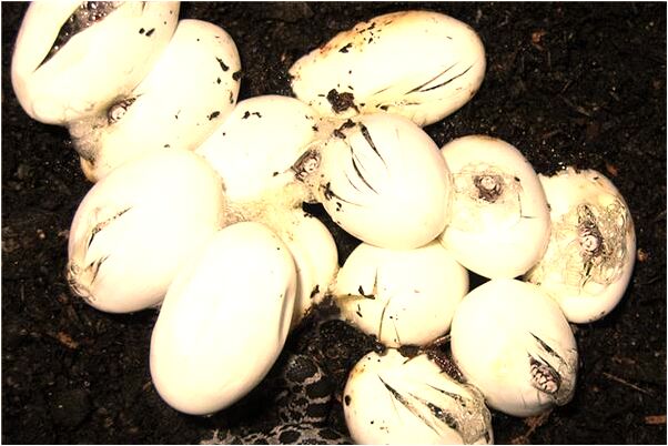 夢見刷鞋扔鞋沖走預示了什麼_周公解夢官網