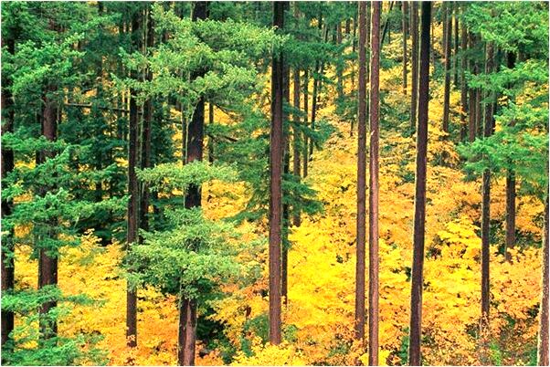 夢見煮開水有何寓意_周公解夢官網