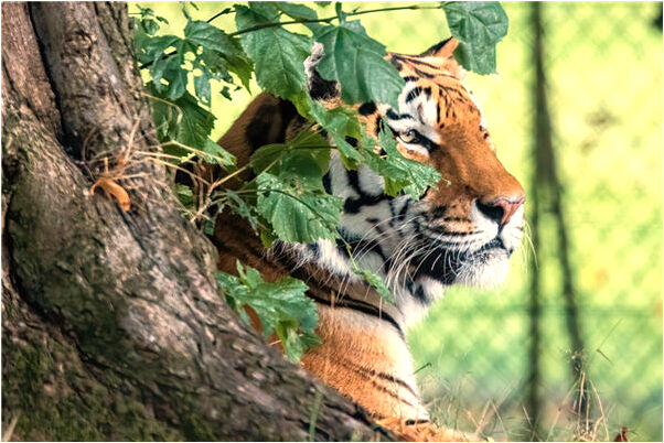 夢見自己與兩個女人大笑有什麼寓意嗎？_周公解夢官網