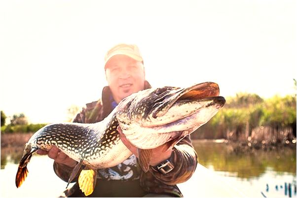夢到家裡養什麼鳥吉祥幸福怎么回事_周公解夢官網
