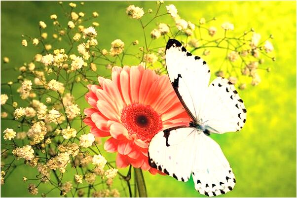 夢見被蜘蛛抓人有什麼說法_周公解夢官網