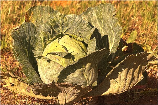 夢到了狗狗快死了有什麼含義_周公解夢官網