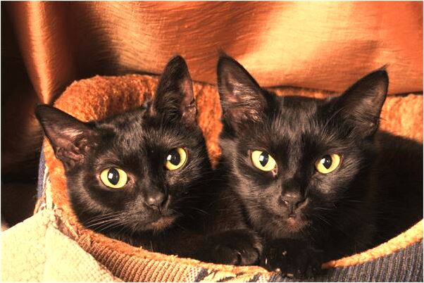 夢到被蛇咬後喝它的血怎么樣_周公解夢官網