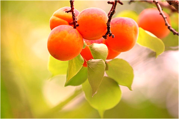 夢見金子斷掉預示著什麼_周公解夢官網