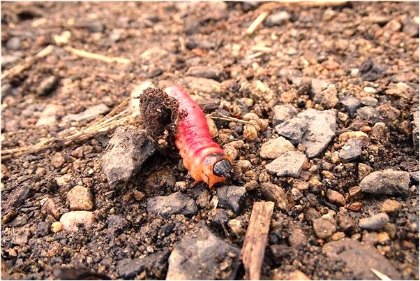 夢到剛宰的豬是啥意思_周公解夢官網