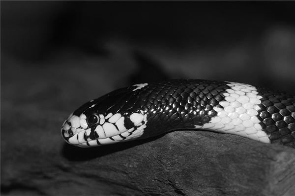 1977年屬什麼生肖_十二生肖