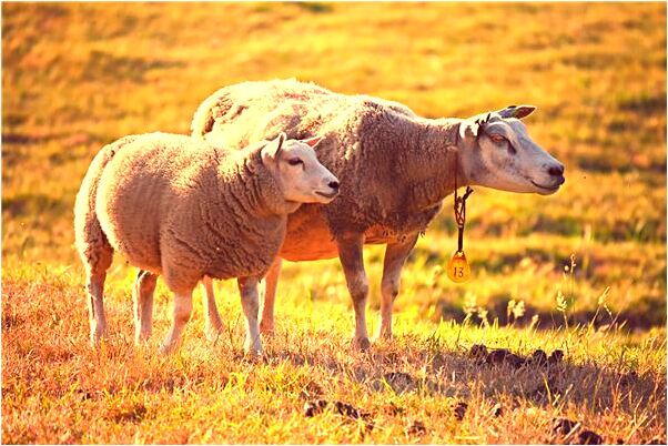 夢到了跟自己親人打架是凶兆還是吉兆_周公解夢官網