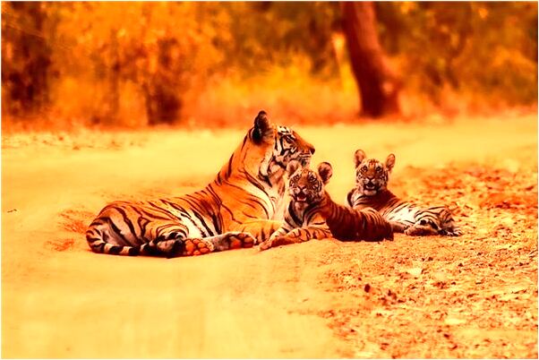 夢到了被火追自己跳到水裡有什麼意思嗎_周公解夢官網