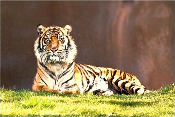 夢見大娘胳膊斷了代表什麼_周公解夢官網