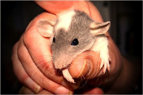 夢到了自己開車掉水有什麼意思嗎_周公解夢官網