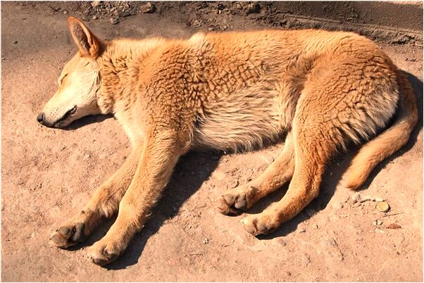 夢見醬缸里有蟲子意味著什麼_周公解夢官網