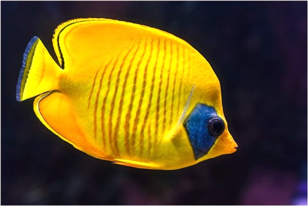 夢到兒子水上行走好不好_周公解夢官網