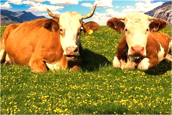 夢見擺地攤生意好的預兆_周公解夢官網