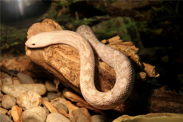 1989年是屬什麼生肖_十二生肖