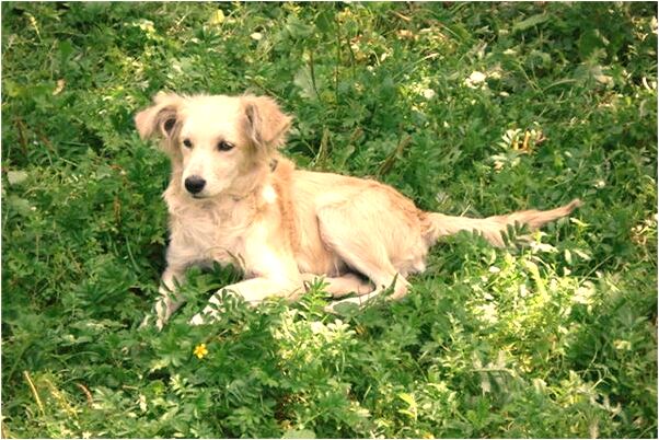 夢到死去的祖父又病死了代表什麼_周公解夢官網