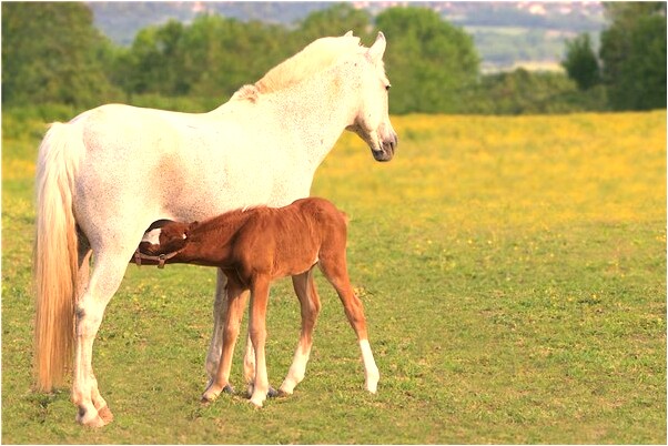 夢到了鞋子被提走代表什麼_周公解夢官網