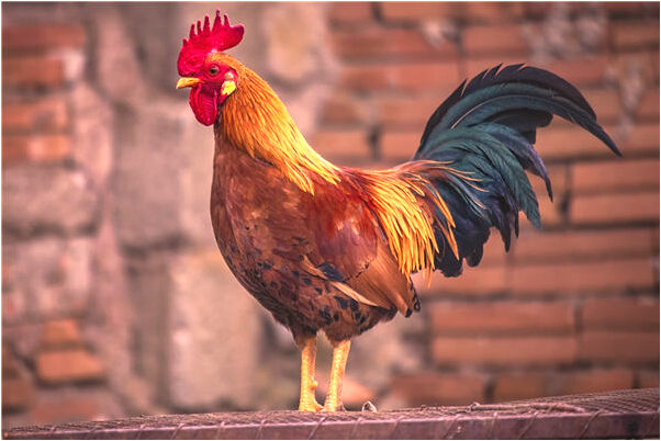 夢見上山采蘑菇什麼寓意_周公解夢官網