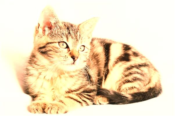 夢到看手相代表什麼_周公解夢官網