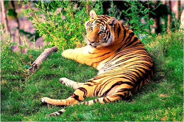 夢到蛇身上天空上飛是什麼預兆？_周公解夢官網