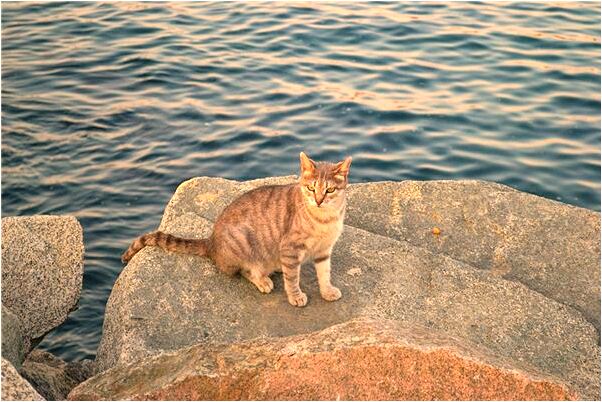 夢到了狗生倆仔是好事還是壞事_周公解夢官網